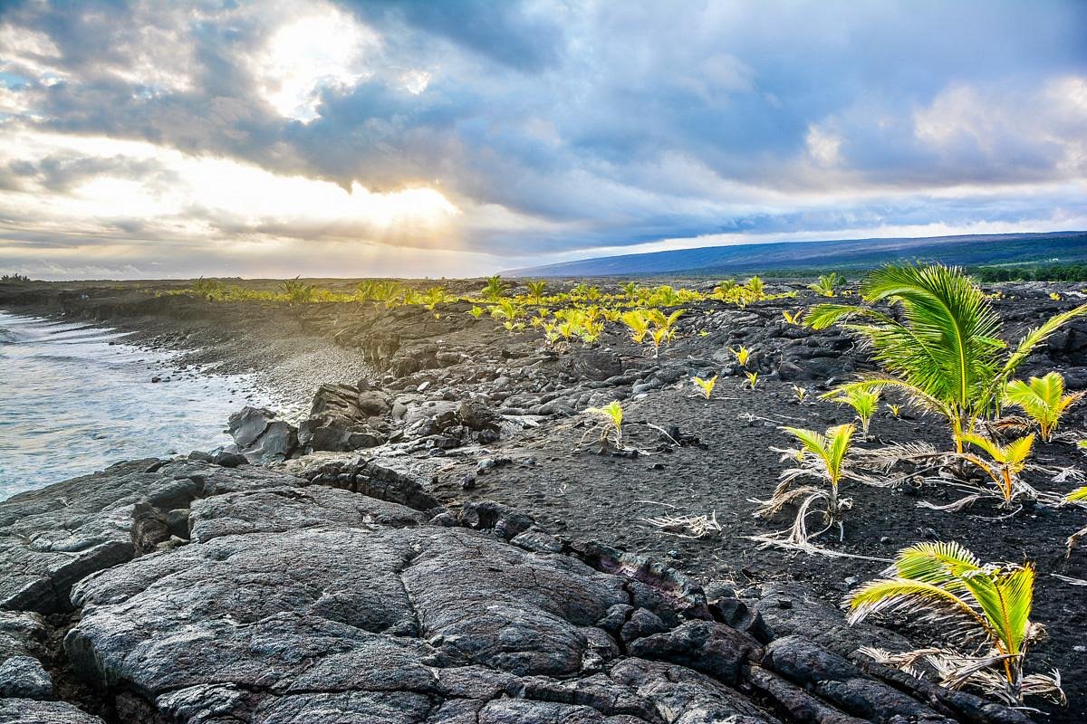 Lava rock coastline at Kaimu Beach Park Big Island Hawaii